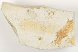 Partial, Miocene Pea Crab (Pinnixa) Fossil - California #204890-1